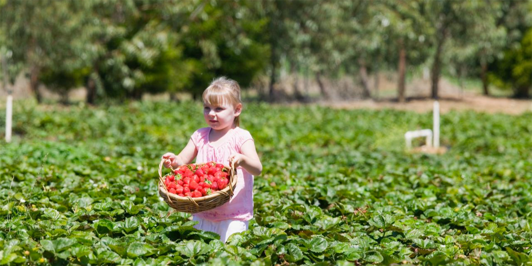 rocky creek strawberry farm, farmgate, picking