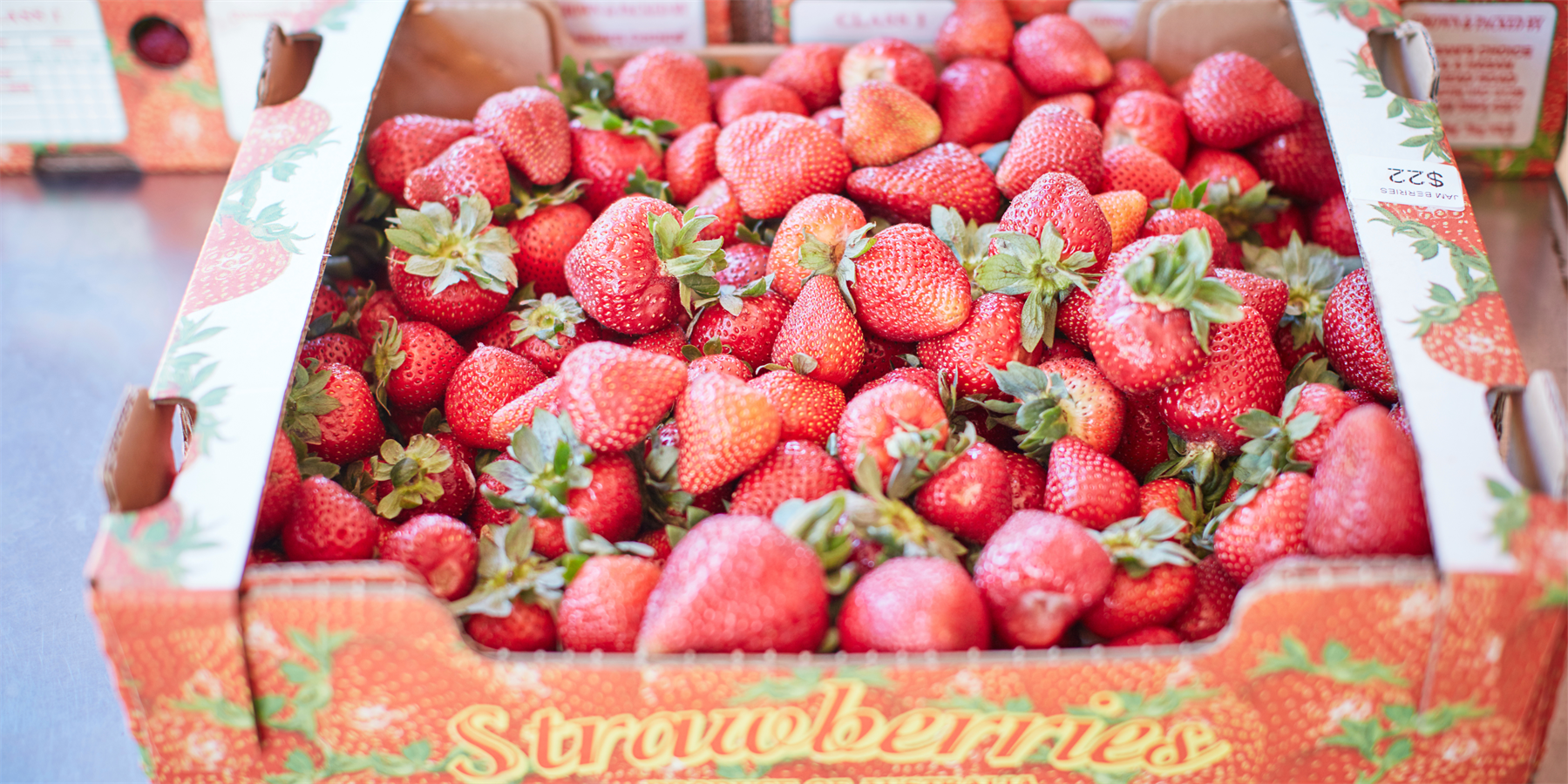 rocky creek strawberry farm, farmgate, hinterland, strawberry, u-pick