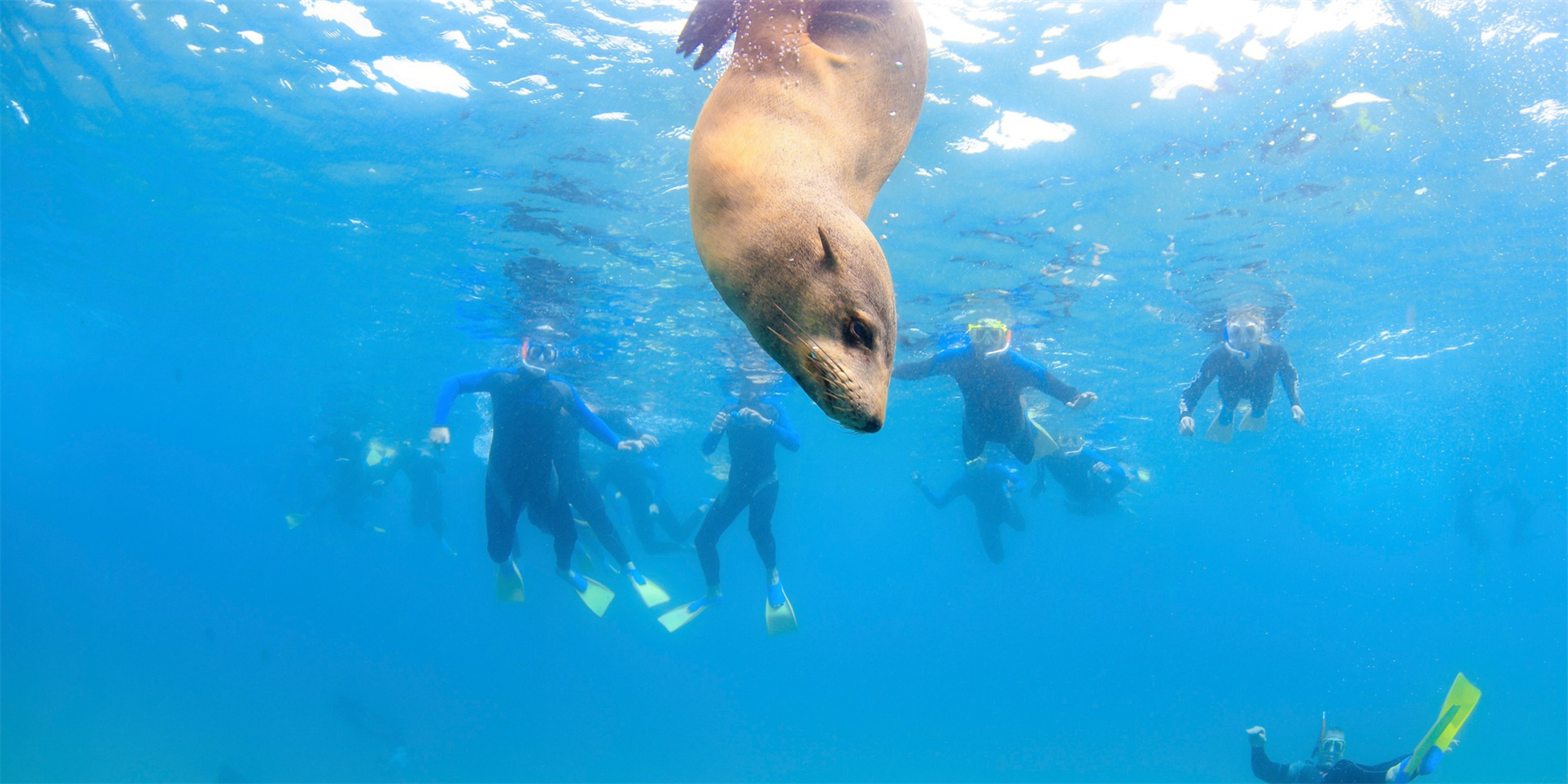 moonraker dolphin swims, seal, adventure tours, dolphins, marine activities, thrilling tours, Sorrento, Port Phillip