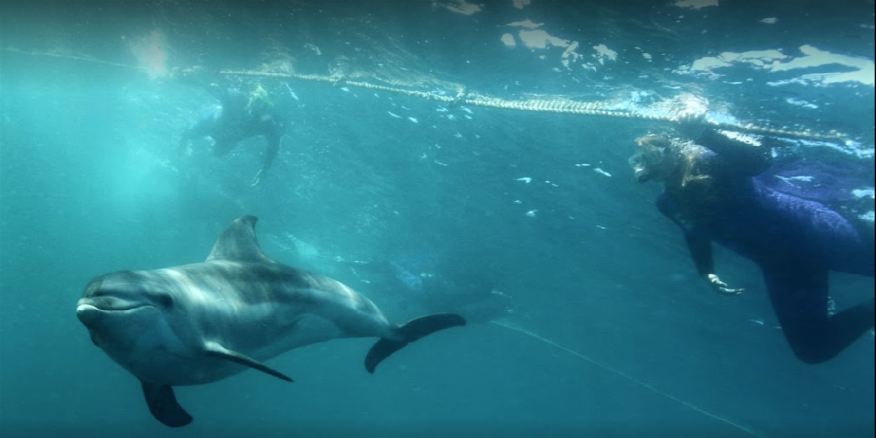 Dolphin Swimming Port Phillip